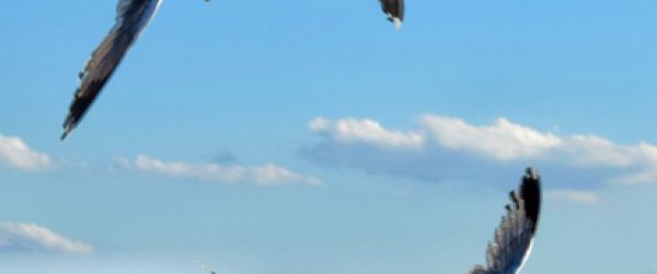 International & Domestic  Flights Information